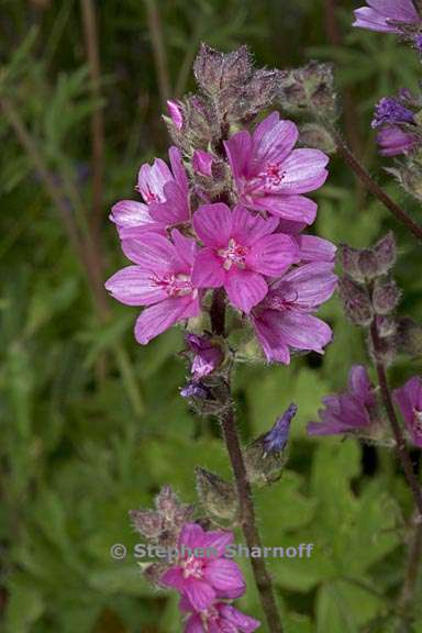 sidalcea oregana ssp oregana 5 graphic